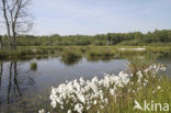 Veenpluis (Eriophorum angustifolium)