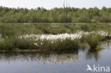 Veenpluis (Eriophorum angustifolium)