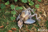 Vlaamse Gaai (Garrulus glandarius)