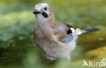 Vlaamse Gaai (Garrulus glandarius)