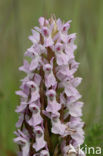 Vleeskleurige orchis (Dactylorhiza incarnata) 