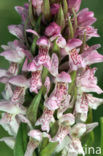 Vleeskleurige orchis (Dactylorhiza incarnata) 