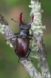 Vliegend hert (Lucanus cervus)