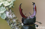 Vliegend hert (Lucanus cervus)