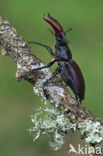 Vliegend hert (Lucanus cervus)