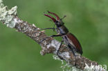 Vliegend hert (Lucanus cervus)