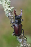 Vliegend hert (Lucanus cervus)