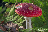 Vliegenzwam (Amanita muscaria)