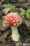 Vliegenzwam (Amanita muscaria)