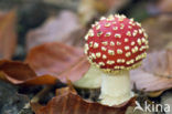 Vliegenzwam (Amanita muscaria)