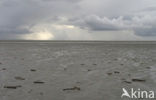 Waddenzee