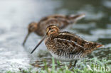 Watersnip (Gallinago gallinago) 