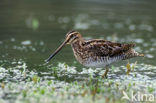 Watersnip (Gallinago gallinago) 