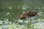 Watersnip (Gallinago gallinago) 