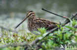 Watersnip (Gallinago gallinago) 