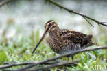 Watersnip (Gallinago gallinago) 