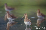 Watersnip (Gallinago gallinago) 