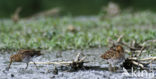 Watersnip (Gallinago gallinago) 