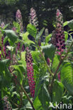 Westerse karmozijnbes (Phytolacca americana)