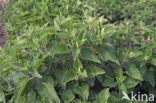 Wild kattenkruid (Nepeta cataria) 