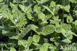 Witte munt (Mentha suaveolens) 