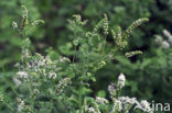 Witte munt (Mentha suaveolens) 