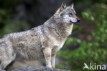 Wolf (Canis lupus)