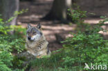 Wolf (Canis lupus)