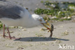 Zilvermeeuw (Larus argentatus)