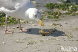 Zilvermeeuw (Larus argentatus)