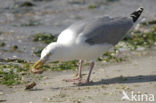 Zilvermeeuw (Larus argentatus)