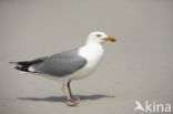 Zilvermeeuw (Larus argentatus)