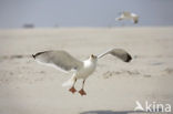 Zilvermeeuw (Larus argentatus)