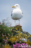 Zilvermeeuw (Larus argentatus)