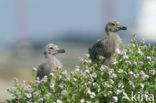 Zilvermeeuw (Larus argentatus)