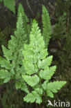 Zwartsteel (Asplenium adiantum-nigrum)