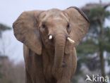 Afrikaanse olifant (Loxodonta africana) 