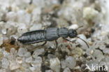 Anotylus rugosus