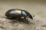 Aphodius prodromus