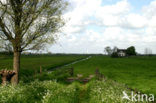 Bodegraven