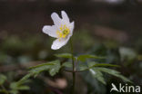 Bosanemoon (Anemone nemorosa)