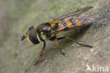 Bosdidea (Didea fasciata)