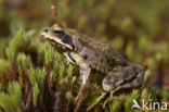 Bruine kikker (Rana temporaria)