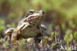 Bruine kikker (Rana temporaria)