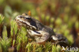 Bruine kikker (Rana temporaria)