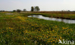 Dotterbloem (Caltha palustris)