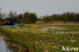 Dotterbloem (Caltha palustris)