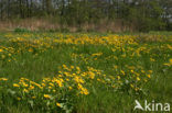 Dotterbloem (Caltha palustris)