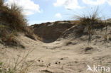 Duinen van Goeree