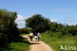 Duinen van Goeree